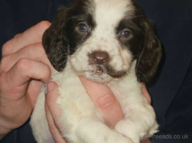 Cocker spaniel puppies for sale in Stockton-on-Tees, County Durham - Image 3