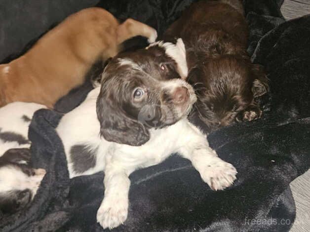 Cocker spaniel puppies for sale in Stockton-on-Tees, County Durham - Image 4