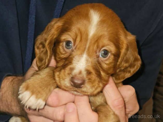 Cocker spaniel puppies for sale in Stockton-on-Tees, County Durham - Image 5