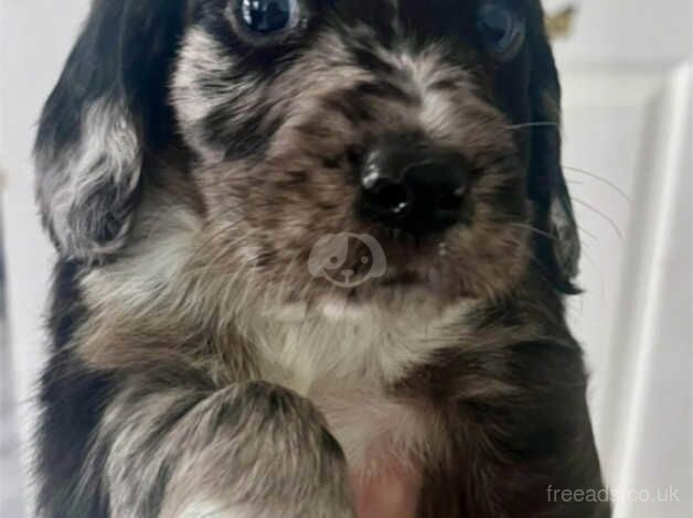 Cocker spaniel puppies for sale in Street, Cumbria - Image 1