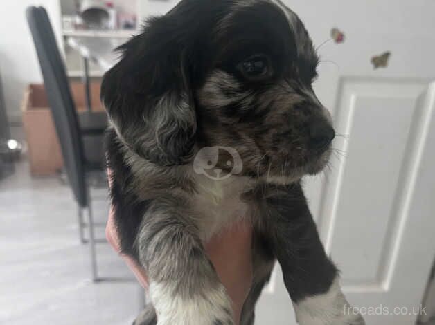 Cocker spaniel puppies for sale in Street, Cumbria - Image 2