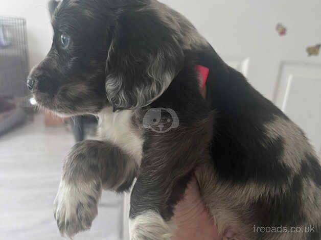 Cocker spaniel puppies for sale in Street, Cumbria - Image 3