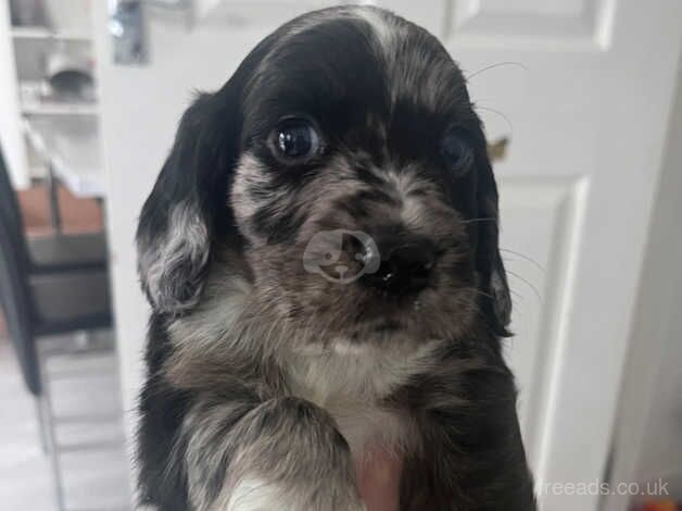 Cocker Spaniel Puppies for sale