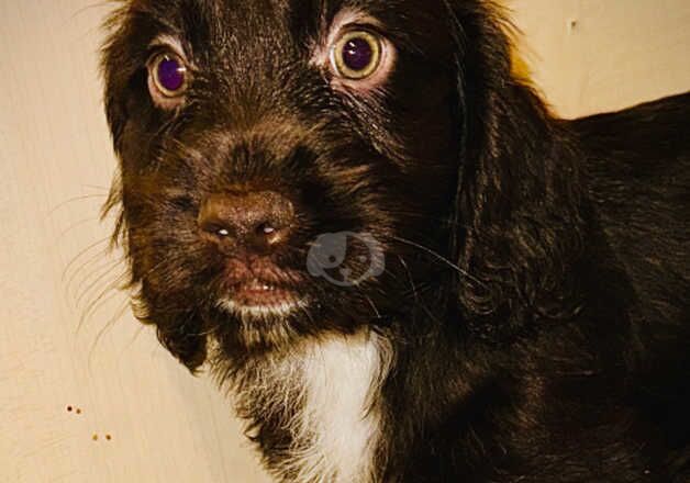 Cocker Spaniel Puppies for sale in Aldeburgh, Suffolk