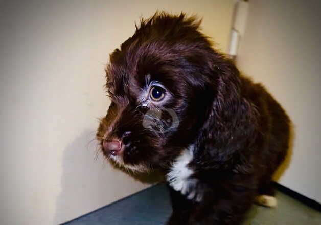 Cocker Spaniels for sale in Aldeburgh, Suffolk