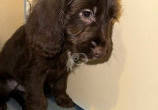 Cocker Spaniel Puppies for sale in Suffolk