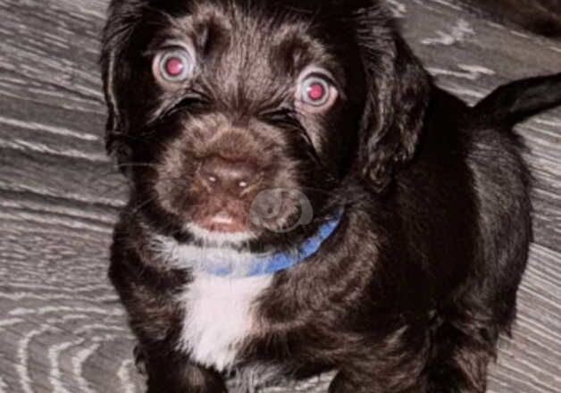 Cocker Spaniel Puppies for sale in Aldeburgh, Suffolk - Image 4