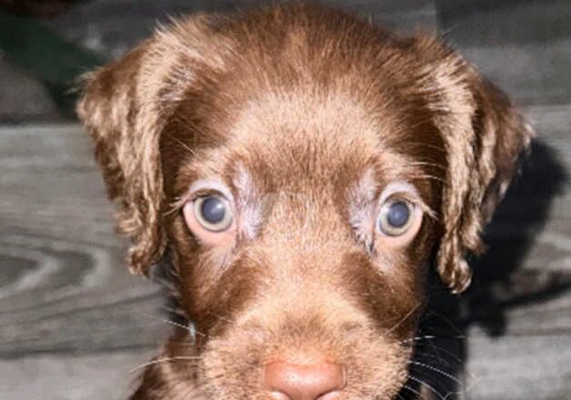 Cocker Spaniel Puppies for sale in Aldeburgh, Suffolk - Image 5