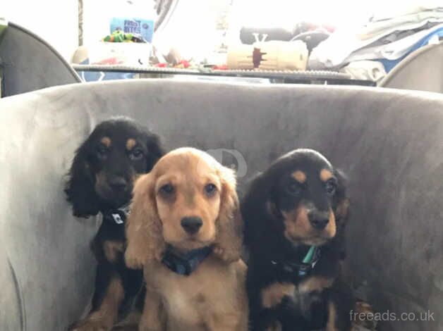 Cocker spaniel puppies for sale in Swansea - Image 1