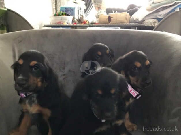 Cocker spaniel puppies for sale in Swansea - Image 3