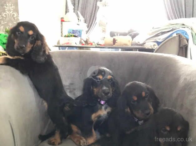 Cocker spaniel puppies for sale in Swansea - Image 4