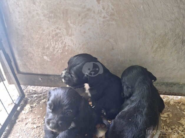 Cocker spaniel puppies for sale in Thetford, Lincolnshire