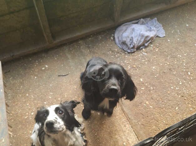 Cocker spaniel puppies for sale in Thetford, Lincolnshire - Image 3