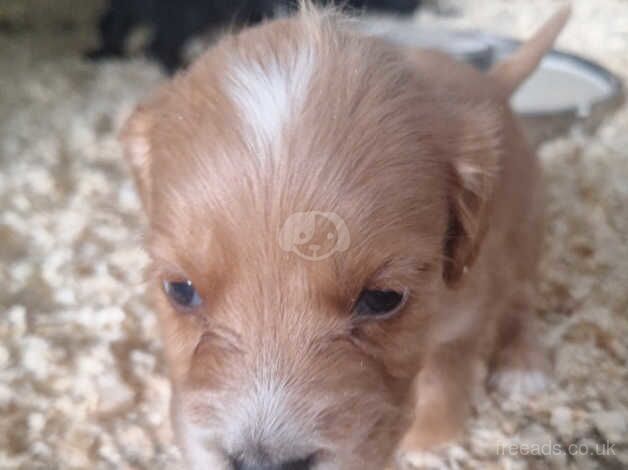 Cocker spaniel puppies for sale in Thetford, Lincolnshire - Image 4