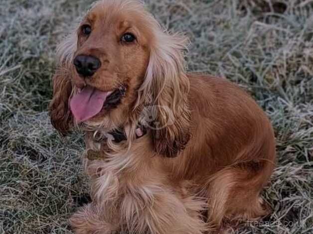 Cocker Spaniel puppies for sale in Tidworth, Wiltshire - Image 1