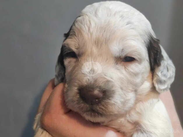 Cocker Spaniel puppies for sale in Dudley, Tyne and Wear - Image 1