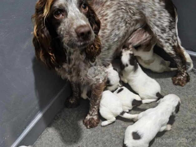 Cocker Spaniel puppies for sale in Dudley, Tyne and Wear - Image 2