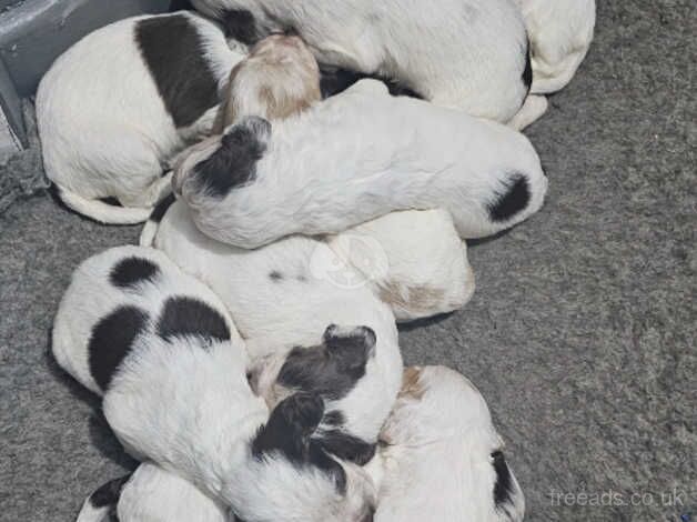 Cocker Spaniel puppies for sale in Dudley, Tyne and Wear - Image 3