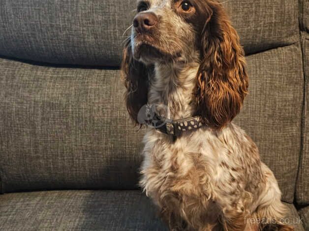 Cocker Spaniel puppies for sale in Dudley, Tyne and Wear - Image 4