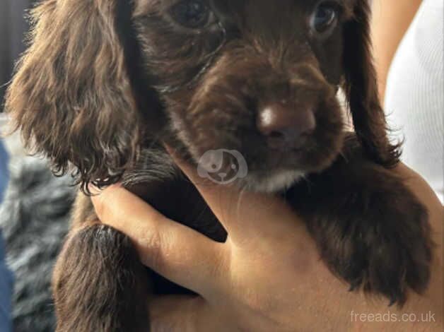 Cocker spaniel puppies for sale in Walsall, West Midlands