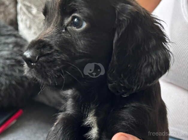 Cocker spaniel puppies for sale in Walsall, West Midlands