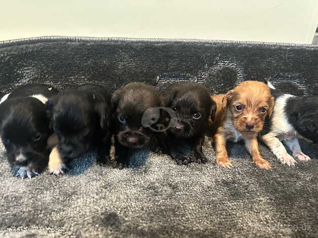 Cocker spaniel puppies for sale in Walsall, West Midlands