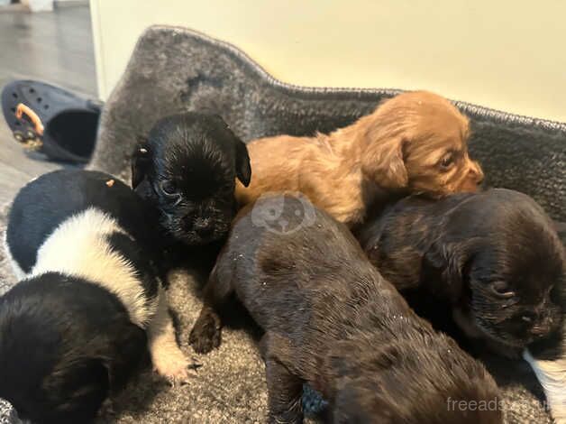 Cocker spaniel puppies for sale in Walsall, West Midlands - Image 4