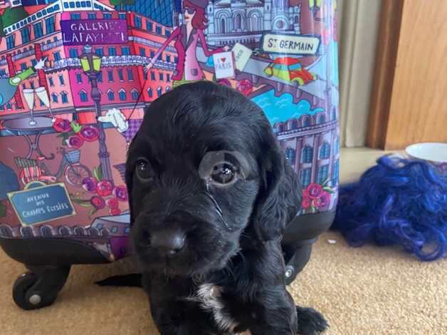 Cocker spaniel puppies for sale in Watford, Hertfordshire - Image 2