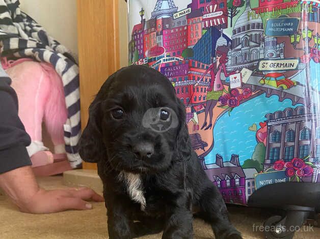 Cocker spaniel puppies for sale in Watford, Hertfordshire - Image 3