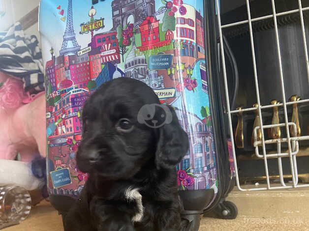 Cocker spaniel puppies for sale in Watford, Hertfordshire - Image 4