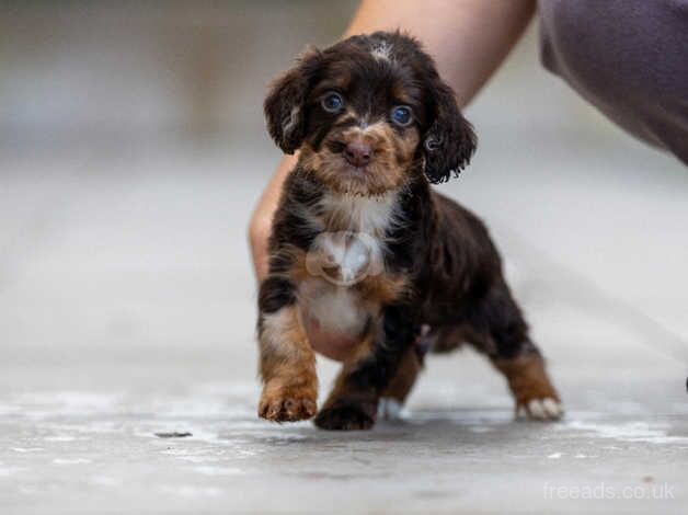 Cocker spaniel puppies for sale in Wednesbury, West Midlands - Image 1