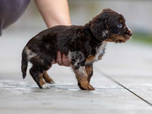 Cocker Spaniels for sale in Wednesbury, West Midlands