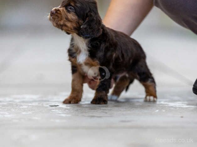 Cocker Spaniel Puppies for sale in West Midlands