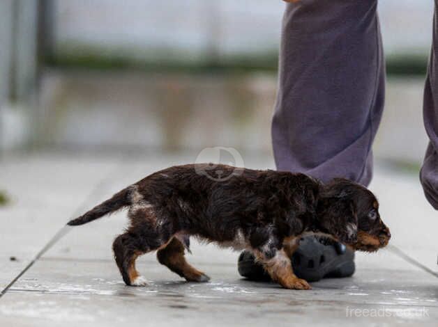 Cocker Spaniel Puppies for sale