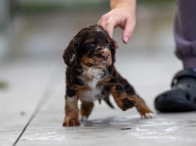 Cocker spaniel puppies for sale in Wednesbury, West Midlands - Image 5