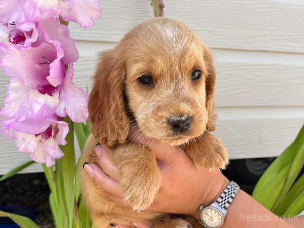 Cocker spaniel puppies for sale in Wisbech, Cambridgeshire - Image 1