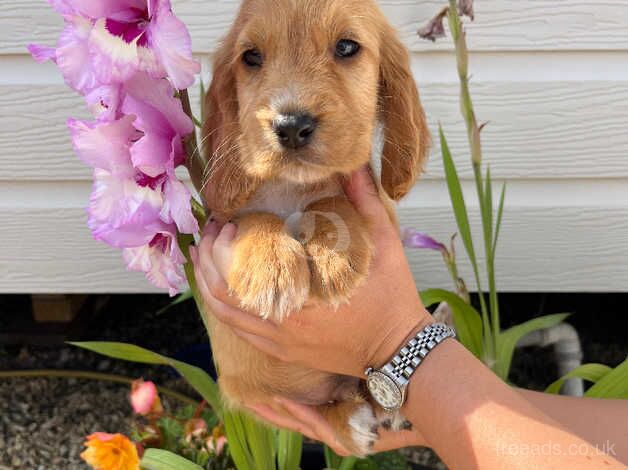 Cocker spaniel puppies for sale in Wisbech, Cambridgeshire - Image 2