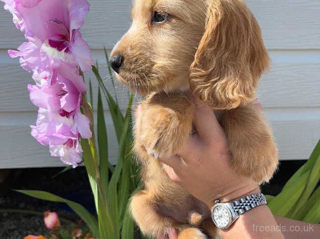 Cocker spaniel puppies for sale in Wisbech, Cambridgeshire - Image 3