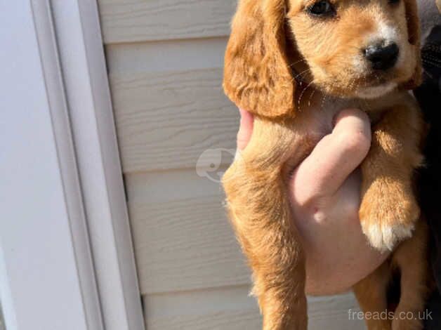 Cocker spaniel puppies for sale in Wisbech, Cambridgeshire - Image 4