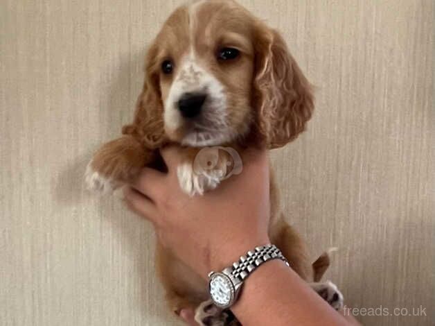 Cocker spaniel puppies for sale in Wisbech, Cambridgeshire - Image 5