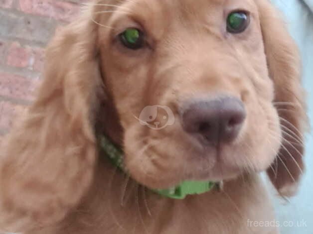 Cocker spaniel puppies - last 2 girls for sale in Wolverhampton, West Midlands - Image 2