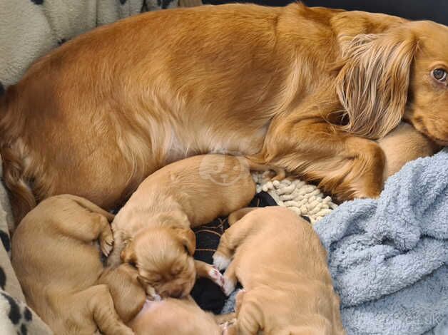 Cocker spaniel puppies - last 2 girls for sale in Wolverhampton, West Midlands - Image 3