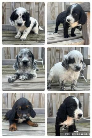 Cocker spaniel puppies mixed colours for sale in Frome, Somerset - Image 2