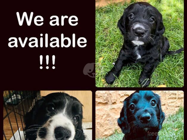 Cocker Spaniel Puppies Ready 30th August! for sale in Wolverhampton, West Midlands