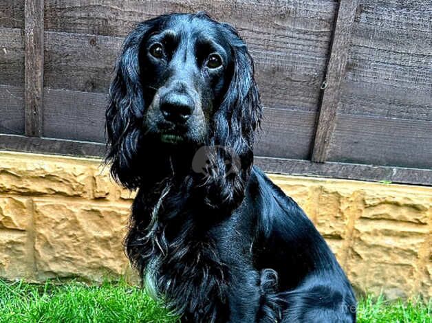 Cocker Spaniel Puppies Ready 30th August! for sale in Wolverhampton, West Midlands - Image 5