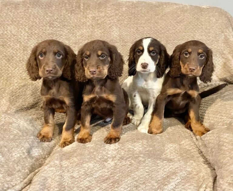 Cocker Spaniel Puppies Ready Now for sale in Norwich, Norfolk - Image 2