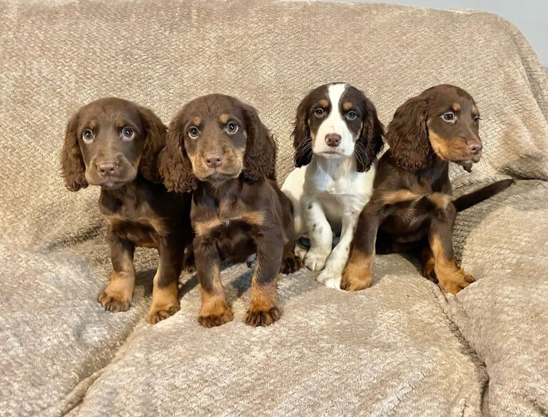 Cocker Spaniel Puppies Ready Now for sale in Norwich, Norfolk - Image 3