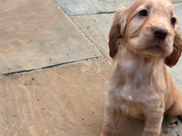 Cocker Spaniel puppies ready now for sale in Leeds, West Yorkshire