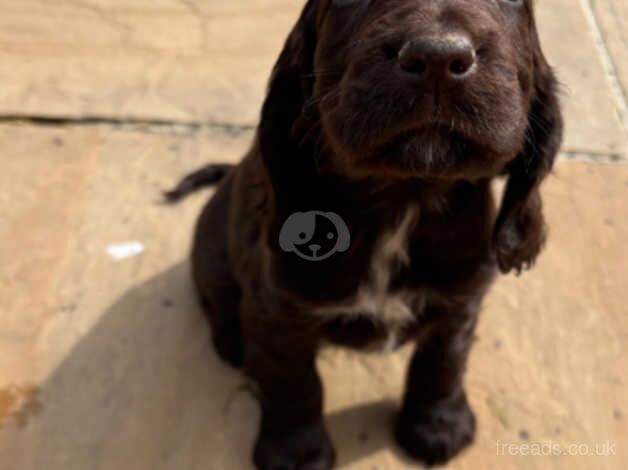 Cocker Spaniel puppies ready now for sale in Leeds, West Yorkshire - Image 2