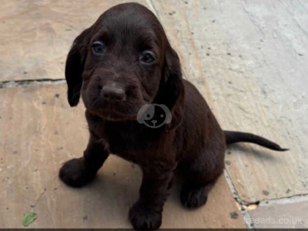 Cocker Spaniel puppies ready now for sale in Leeds, West Yorkshire - Image 3